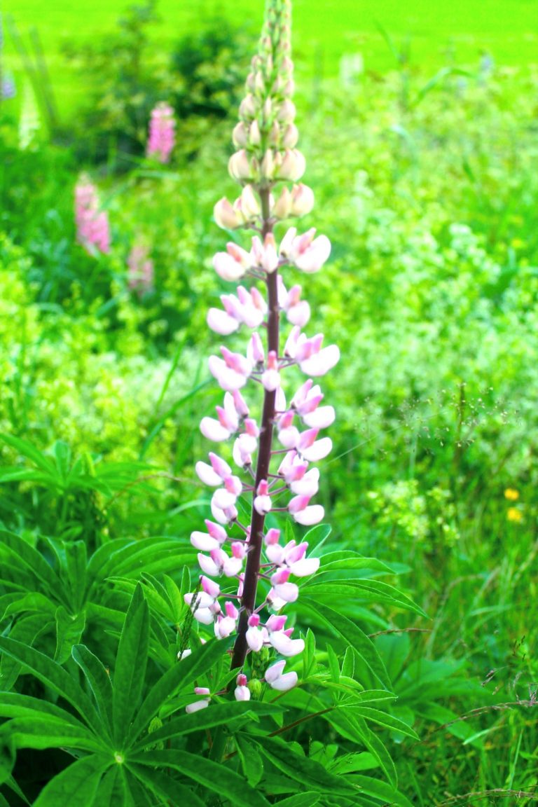 Bra samtal slutar aldrig att blomma!